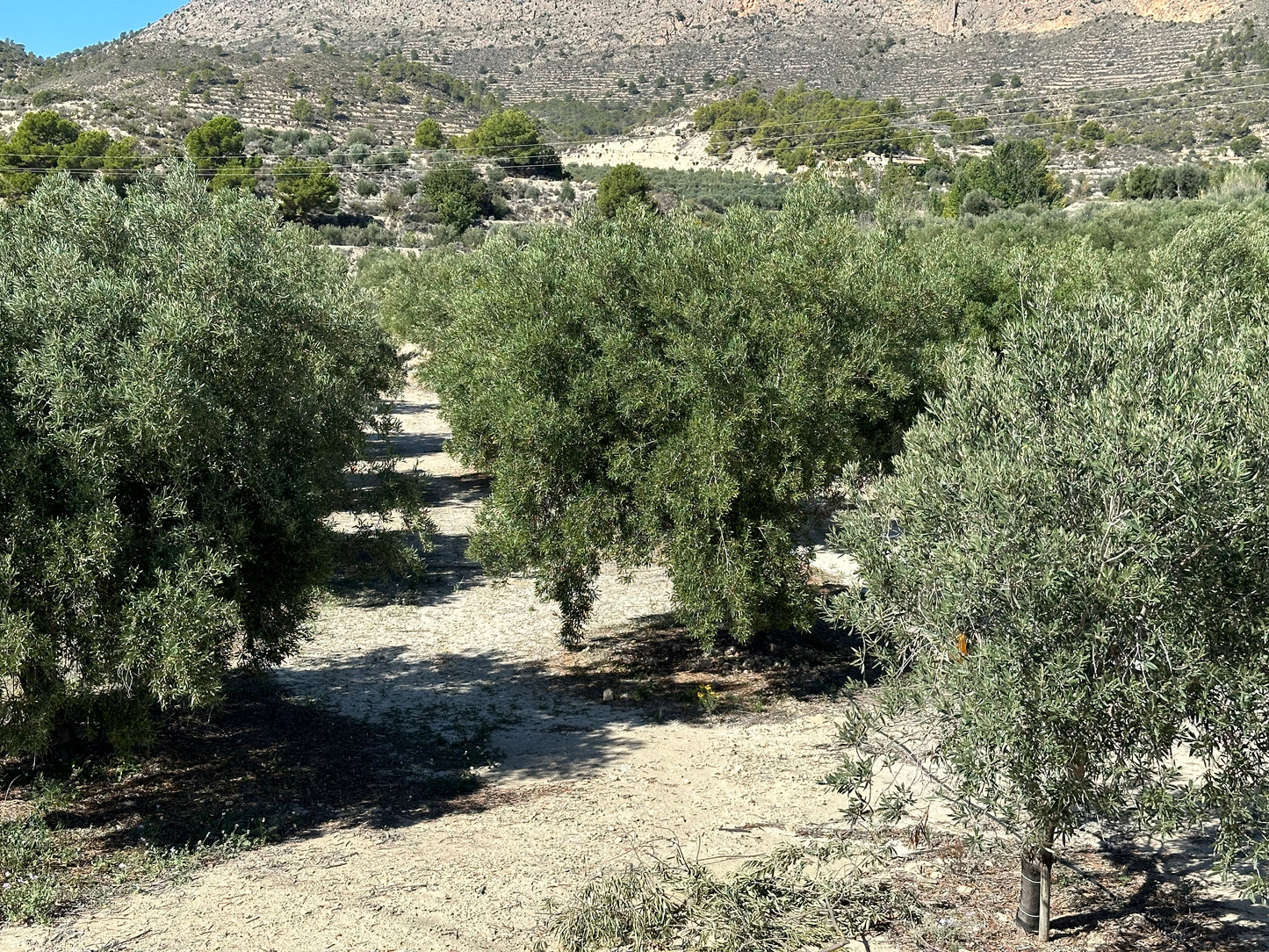 Casa Gomez - Olijfboomgaard