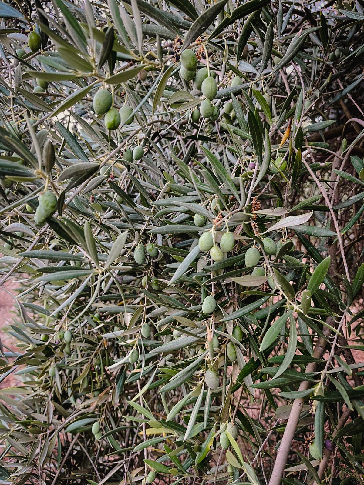 Casa Gomez - Spaanse biologische extra vierge olijfolie