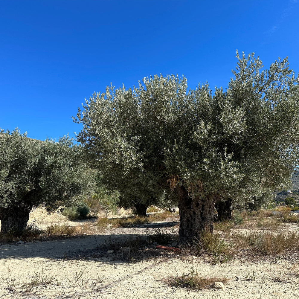 Spaanse olijfbomen