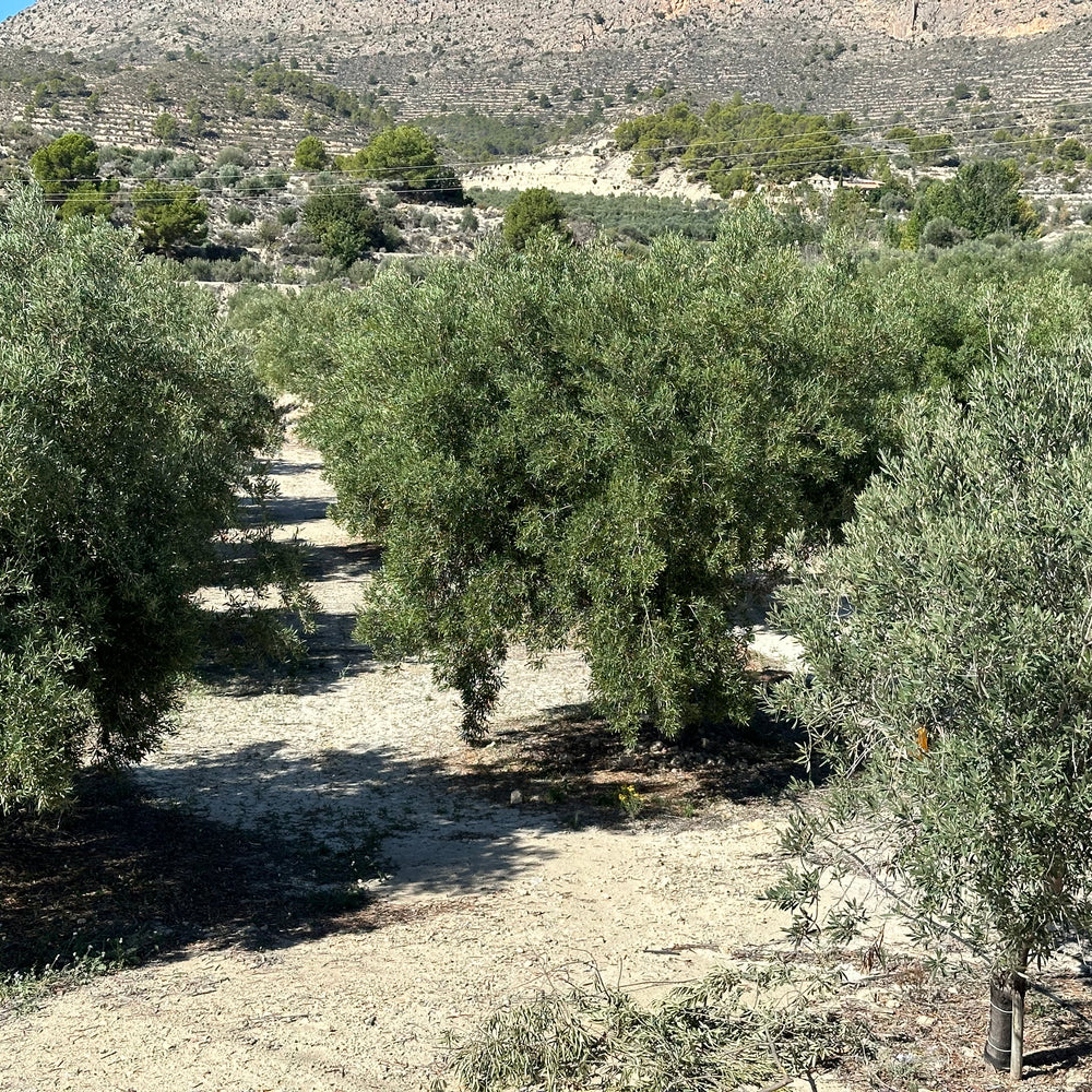 Casa Gomez - Olijfboomgaard
