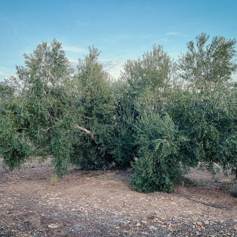 Spaanse olijfboom olijfolie oogst 2025
