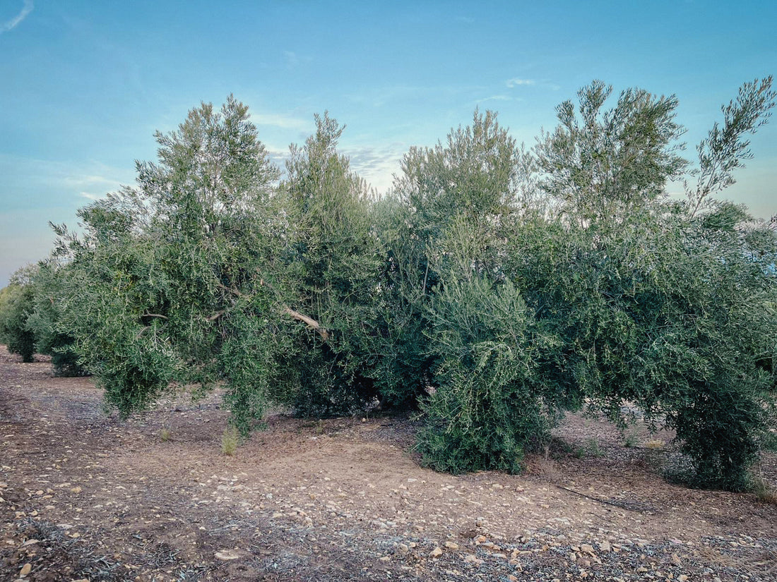 Spaanse olijfboom olijfolie oogst 2025