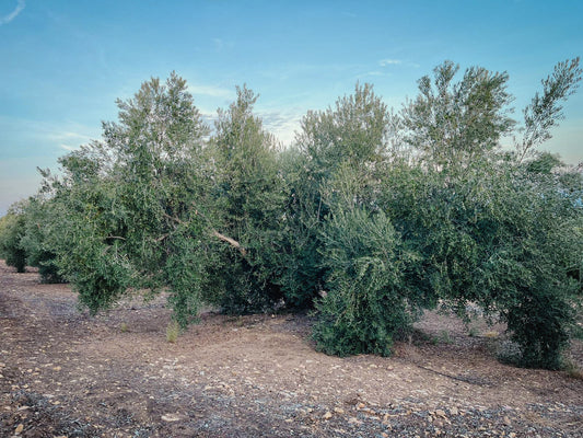 Spaanse olijfboom olijfolie oogst 2025