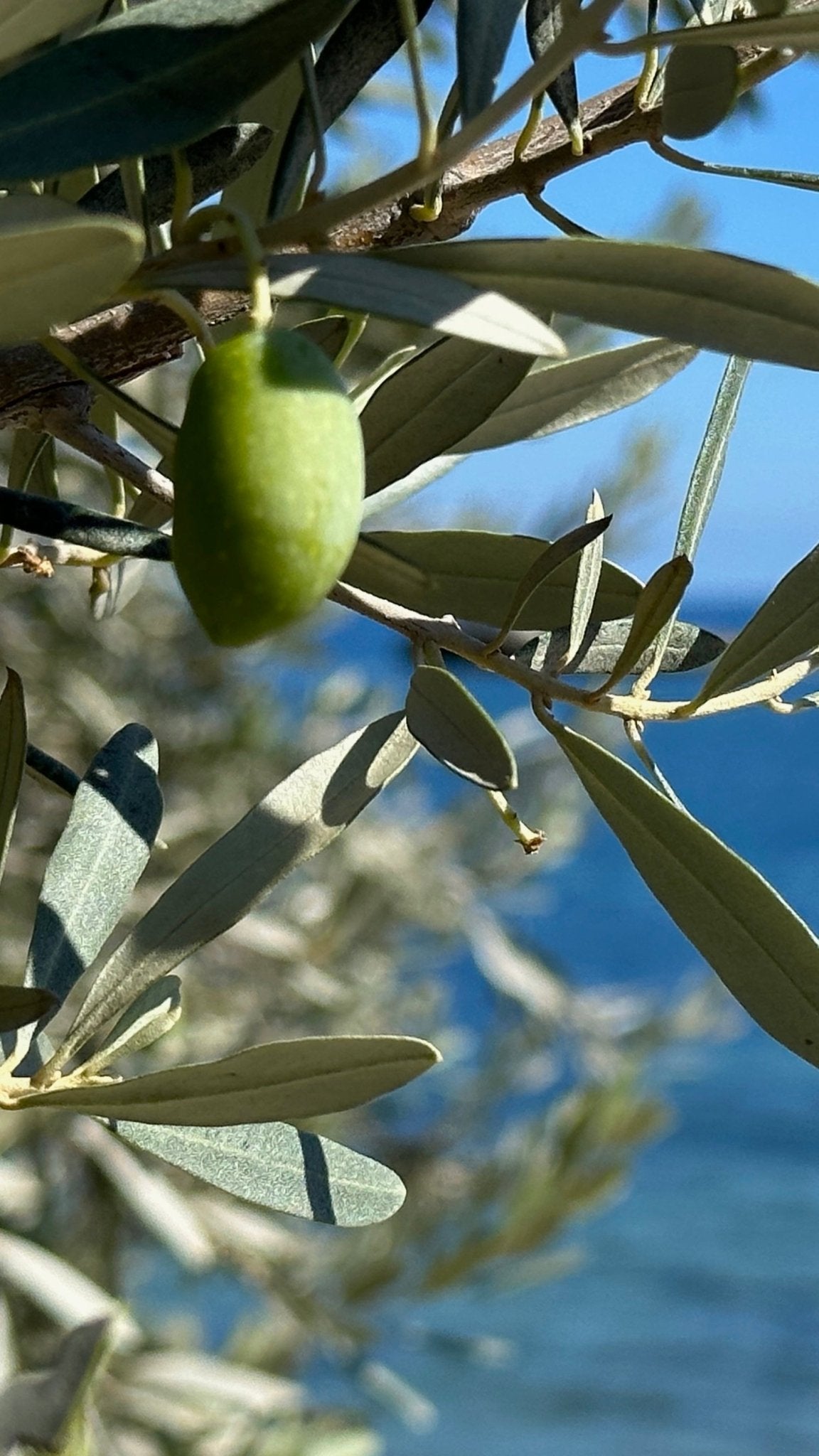 Gezondheidsvoordelen van extra vierge olijfolie - Casa Gomez - Spaanse biologische extra vierge olijfolie