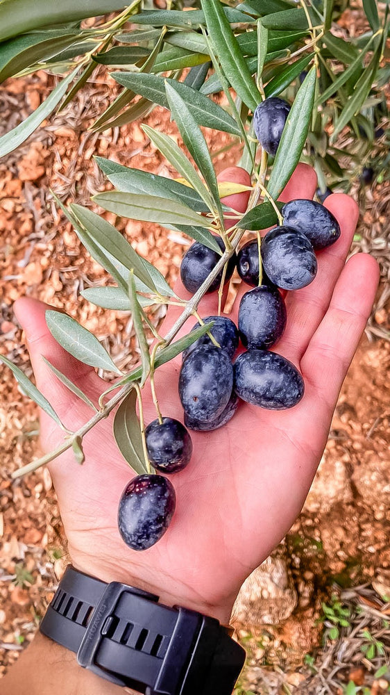 Hoe herken je kwalitatief goede extra vierge olijfolie? - Casa Gomez - Spaanse biologische extra vierge olijfolie