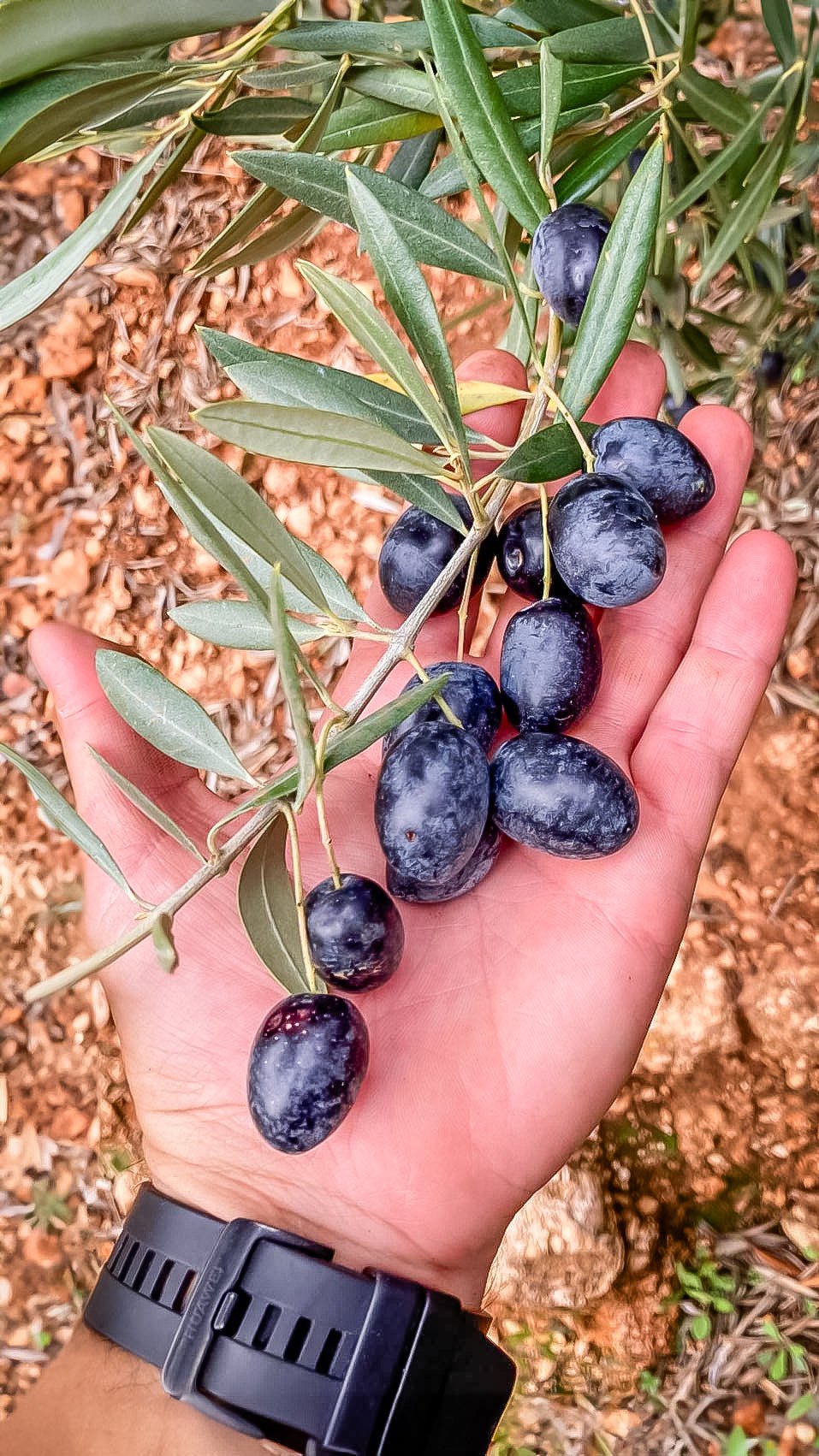 Hoe herken je kwalitatief goede extra vierge olijfolie? - Casa Gomez - Spaanse biologische extra vierge olijfolie