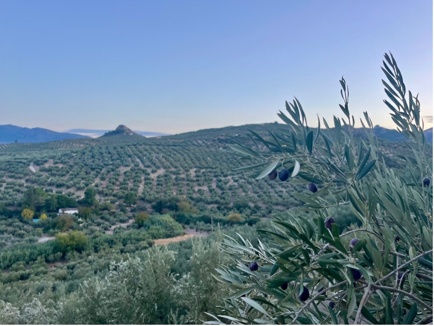 Olijfolie onder druk: hoe klimaatverandering de Andalusische olijfolie raakt - Casa Gomez - Spaanse biologische extra vierge olijfolie
