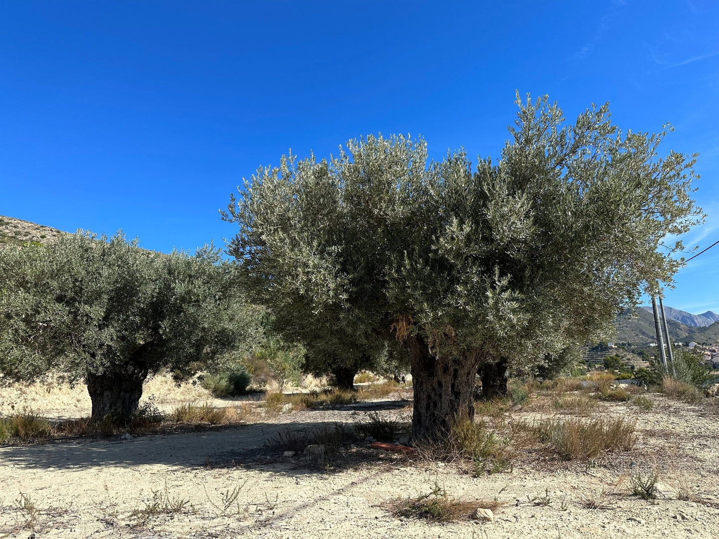 “Spaanse olijfolie vloeibaar goud” - Casa Gomez - Spaanse biologische extra vierge olijfolie