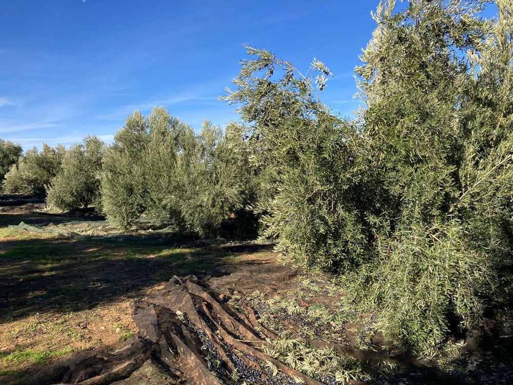 Spanje's olijfolie oogstseizoen 2023/2024: droogte, olijfolieprijzen en toekomstverwachtingen - Casa Gomez - Spaanse biologische extra vierge olijfolie