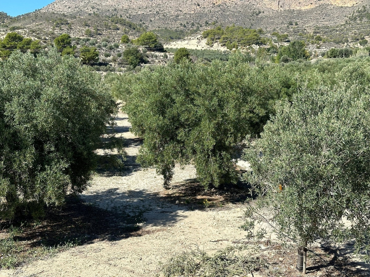 Spanje's olijfolie oogstseizoen 2024/2025: de verwachtingen eind oktober 2024 - Casa Gomez - Spaanse biologische extra vierge olijfolie