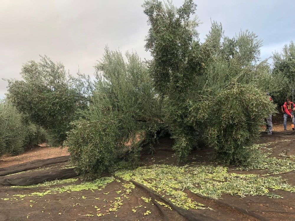 Wat is het verschil tussen de extra vierge olijfolie die ik verkoop en supermarkt olijfolie? - Casa Gomez - Spaanse biologische extra vierge olijfolie