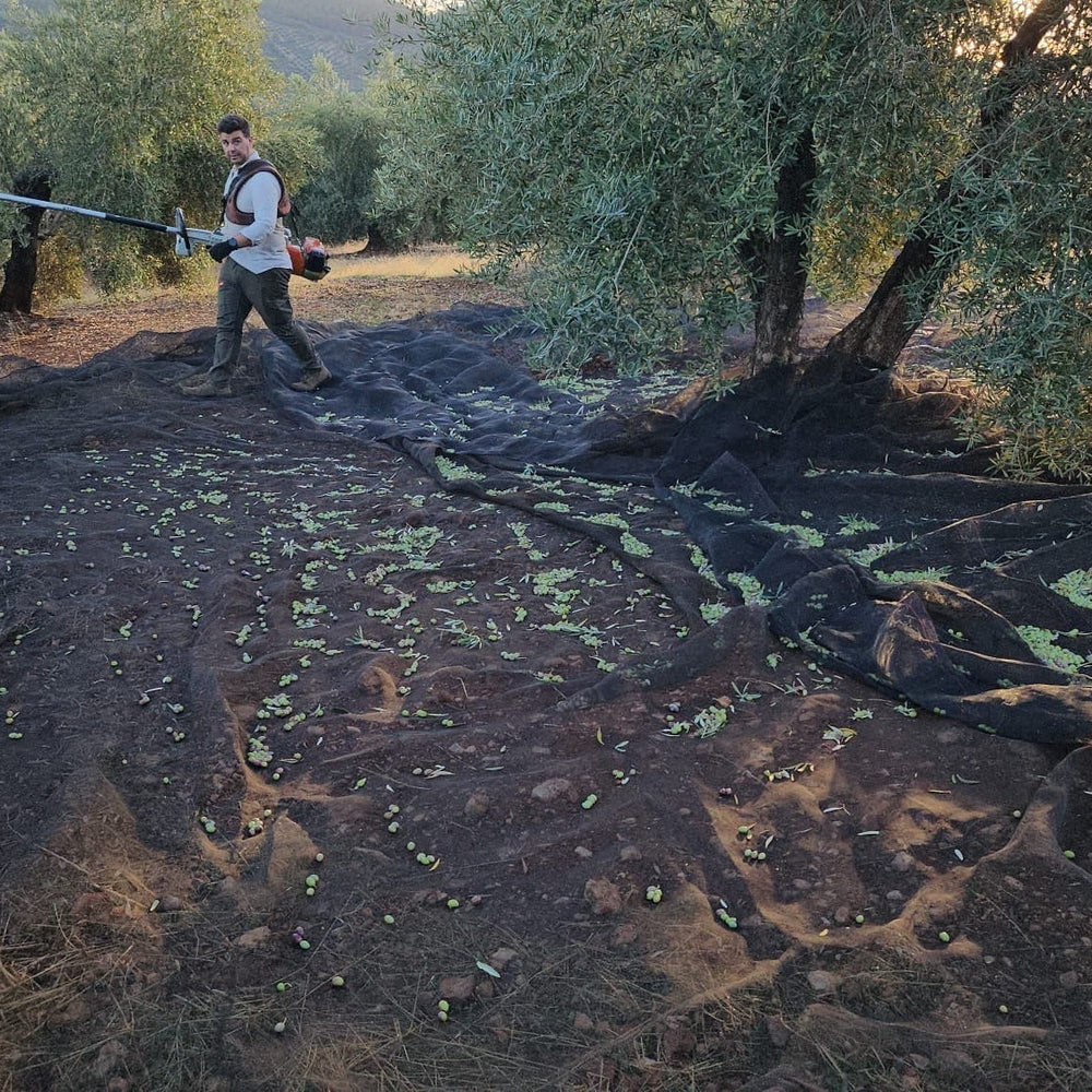 Welke olijfolie is het beste? Een korte uitleg over Spaanse extra vierge olijfolie - Casa Gomez - Spaanse biologische extra vierge olijfolie