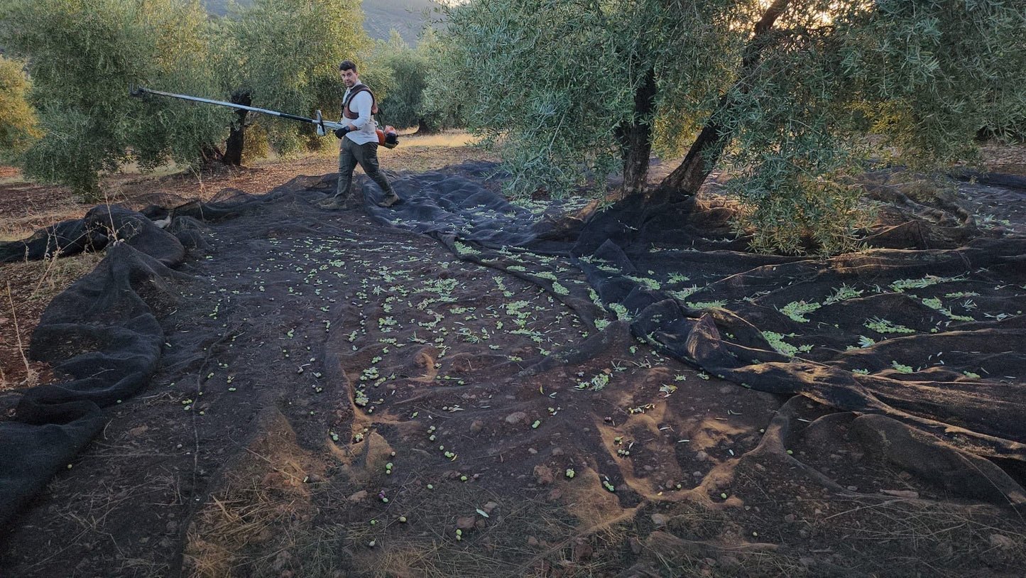 Welke olijfolie is het beste? Een korte uitleg over Spaanse extra vierge olijfolie - Casa Gomez - Spaanse biologische extra vierge olijfolie