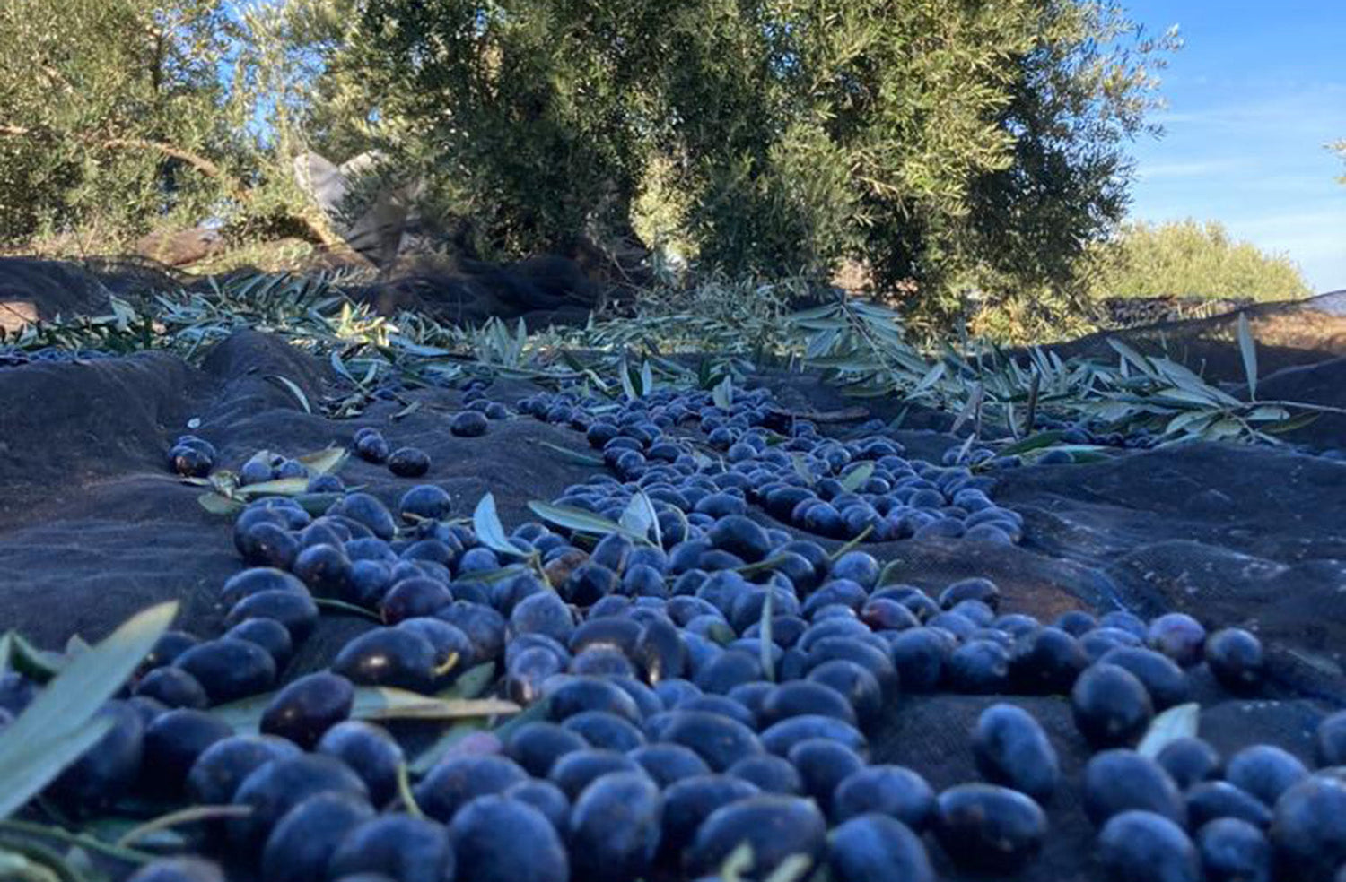 Olijfolie om mee te koken: grootverpakkingen 5 liter olijfolie