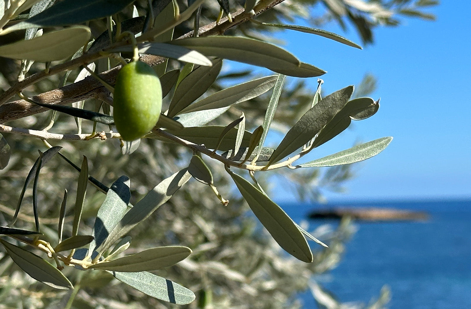 Casa Gomez groene olijf aan een tak dichtbij de middenlandse zee in Spanje