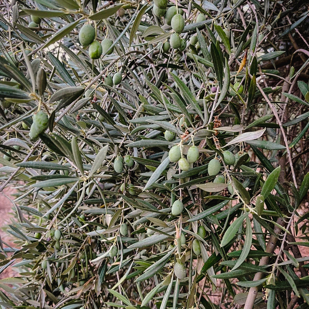 Casa Gomez - Spaanse biologische extra vierge olijfolie