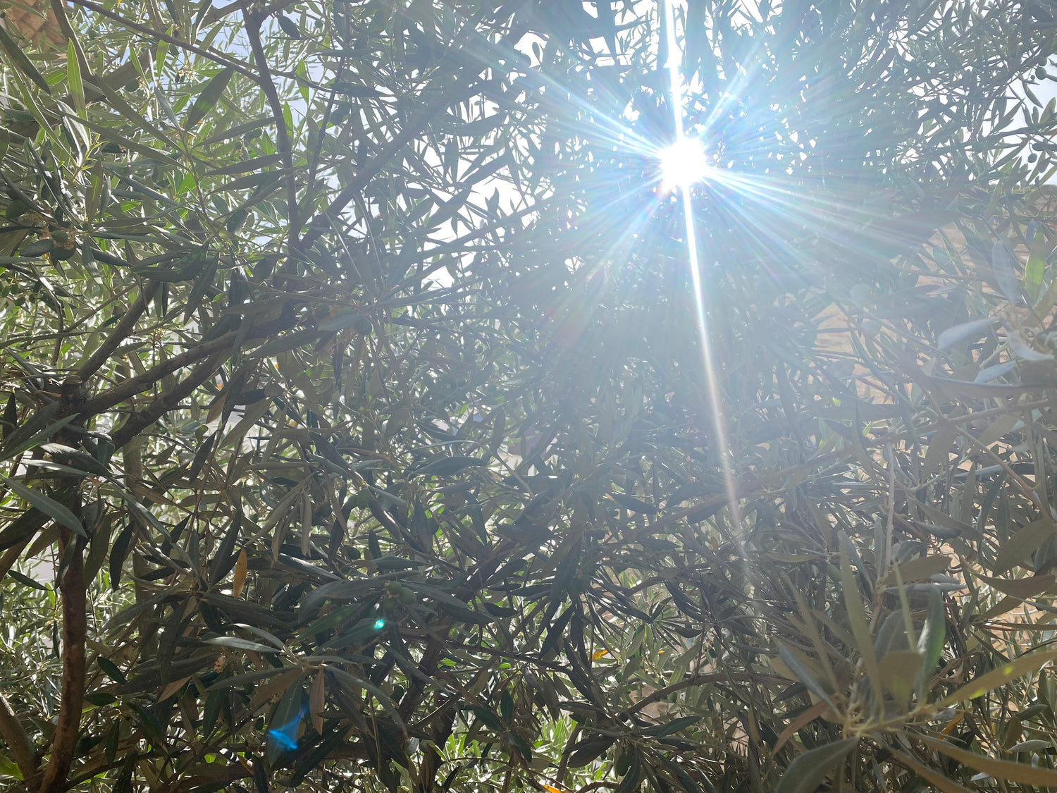 Zonlicht door een olijfboom van de Picual olijf 