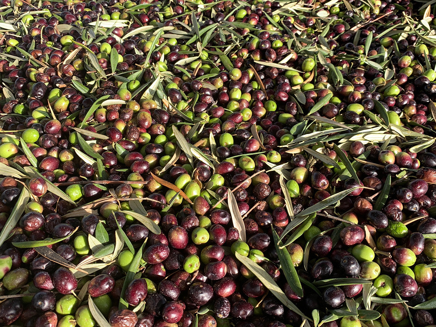 Casa Gomez vers geplukte olijven tijdens de olijfoogst